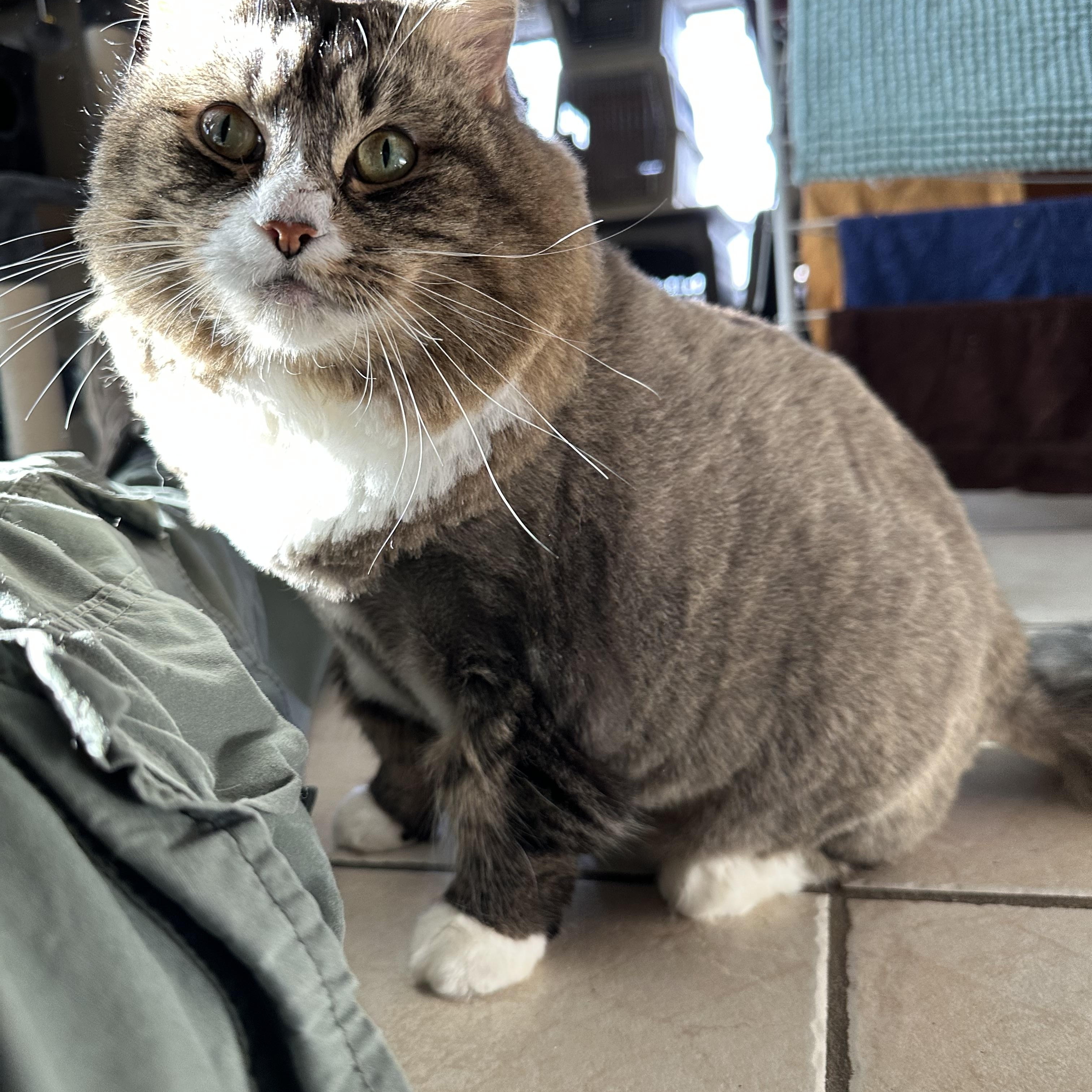 Enlarge Cat, a Adoptable Domestic Long Hair in Braintree, MA image 2/6