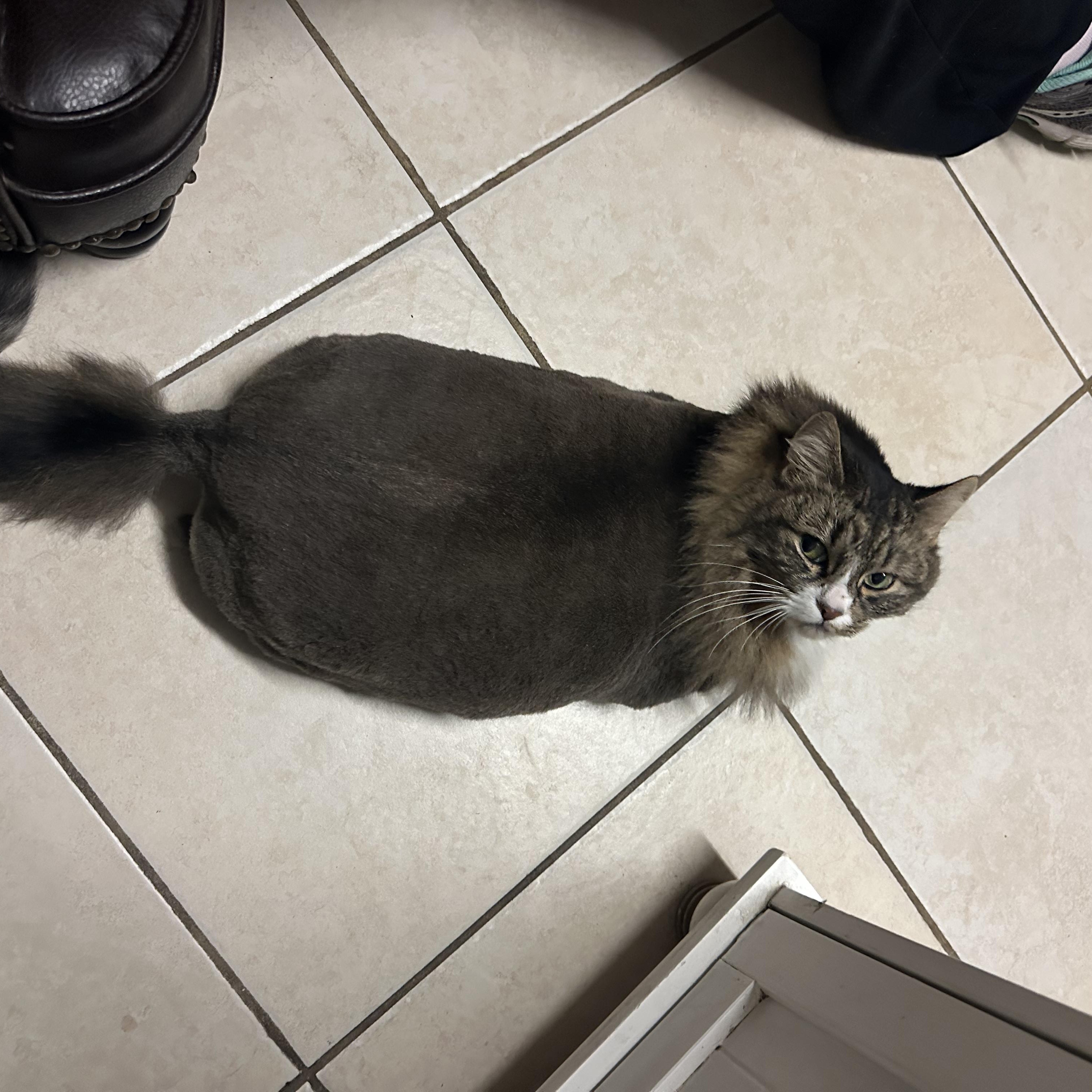 Enlarge Cat, a Adoptable Domestic Long Hair in Braintree, MA image 5/6