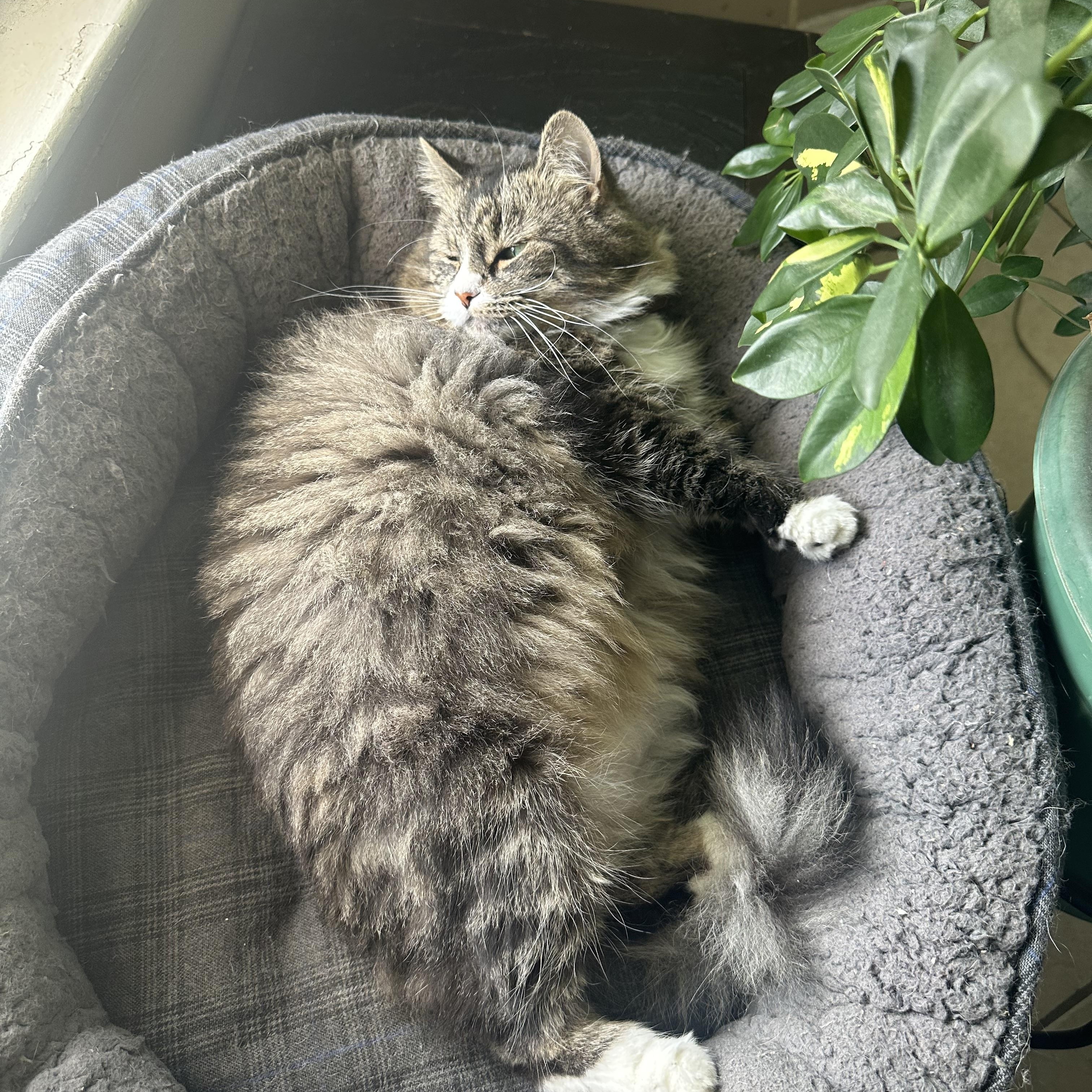 Enlarge Cat, a Adoptable Domestic Long Hair in Braintree, MA image 1/6