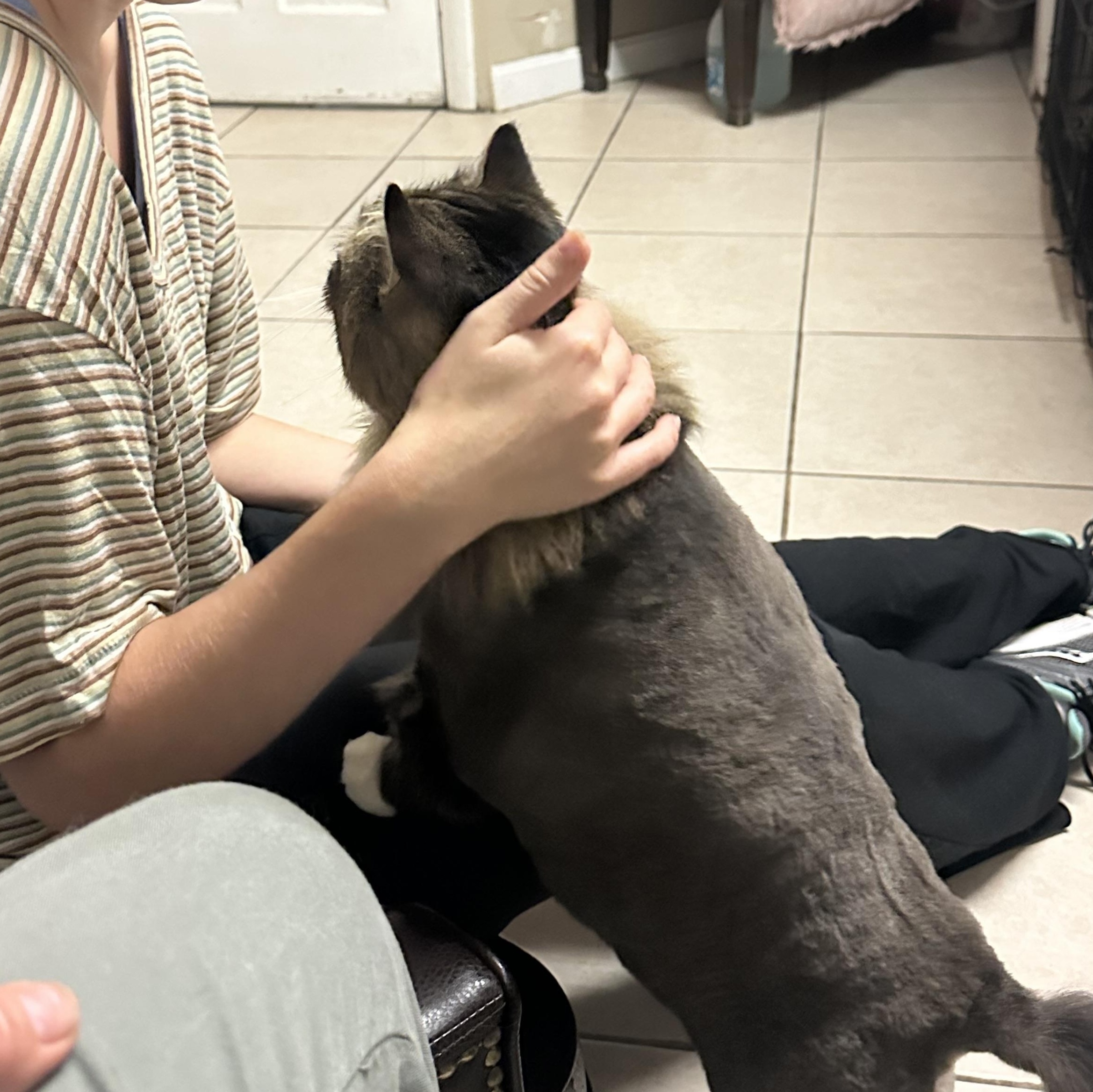 Enlarge Cat, a Adoptable Domestic Long Hair in Braintree, MA image 6/6