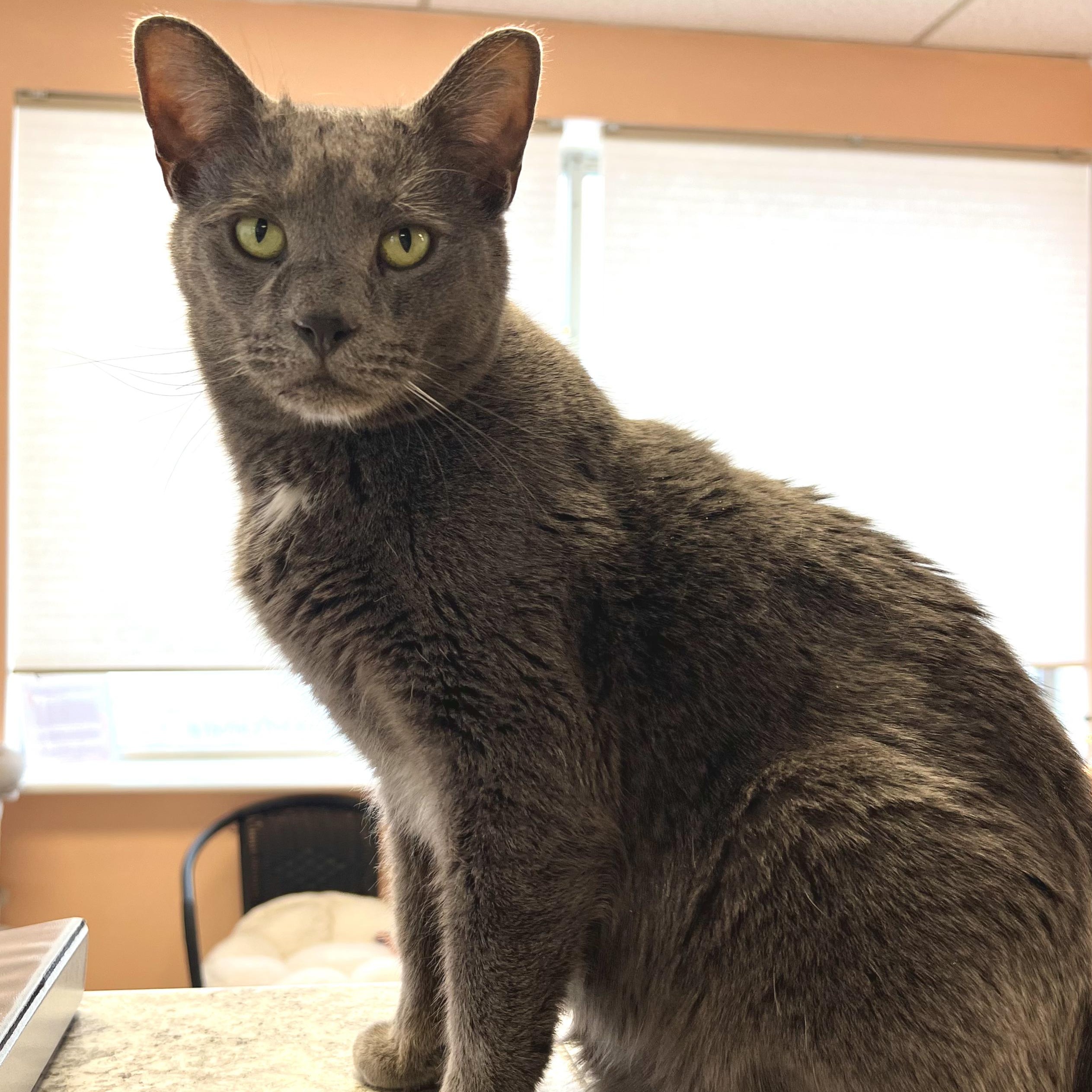 George, ADOPTABLE, Adult Male American Shorthair.