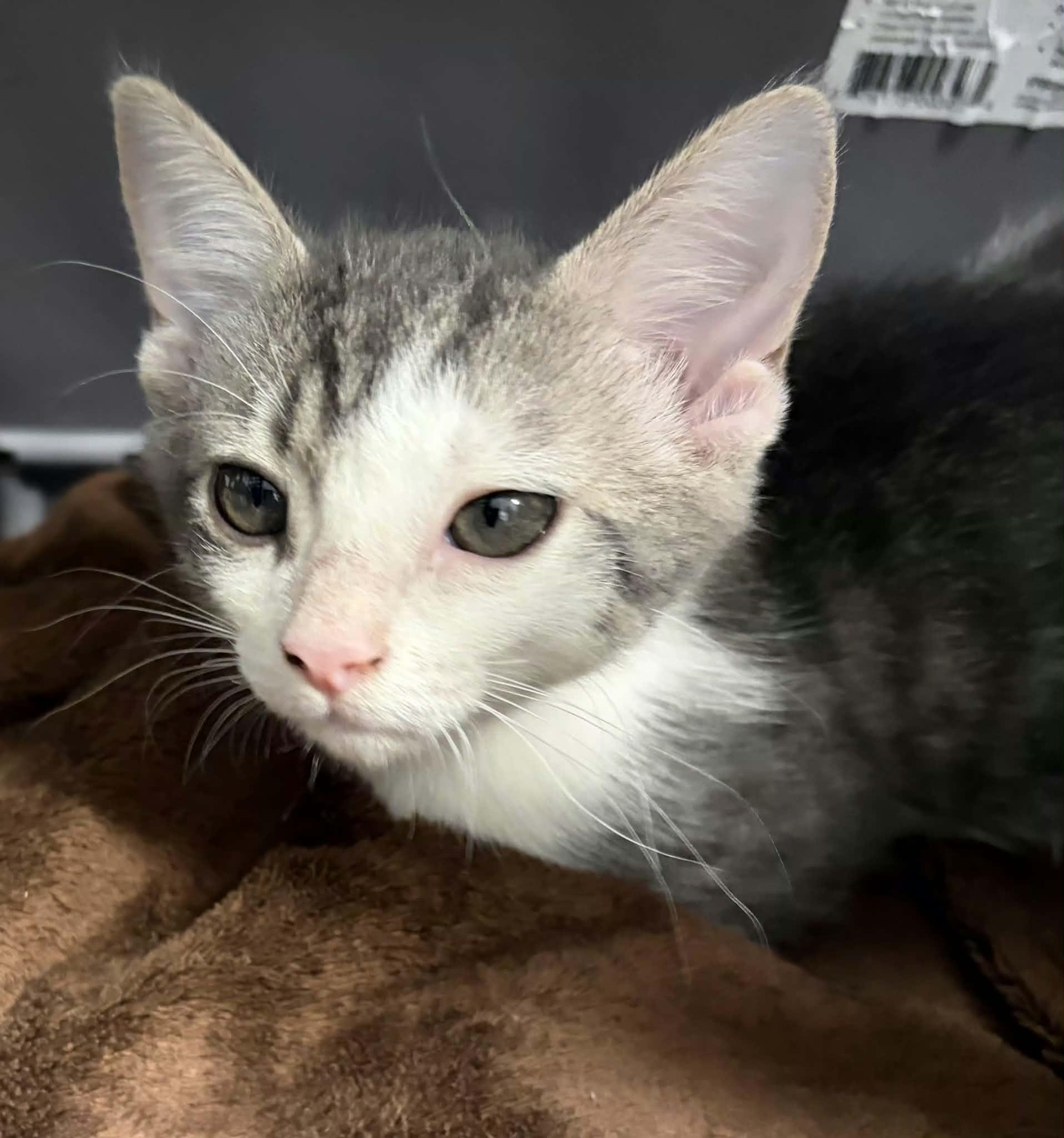 Enlarge Dolly, a Adoptable Domestic Short Hair in Greenville, NC image 2/3