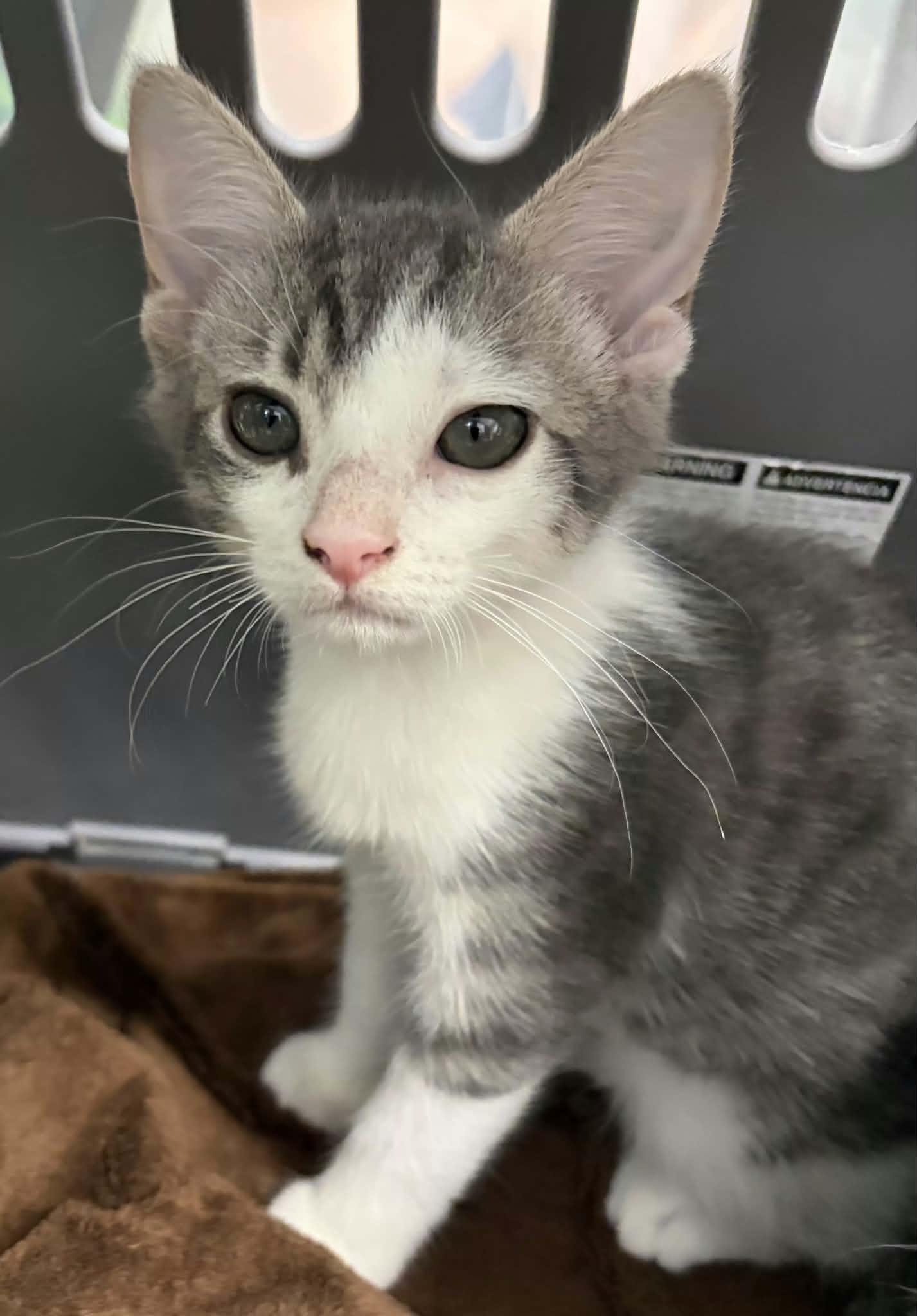 Enlarge Dolly, a Adoptable Domestic Short Hair in Greenville, NC image 1/3