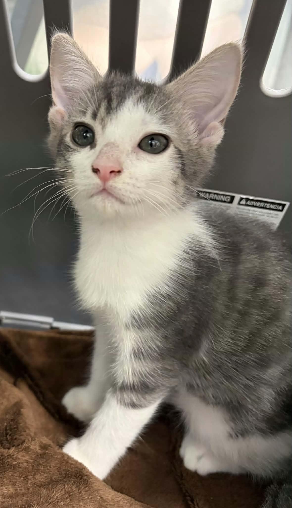 Enlarge Dolly, a Adoptable Domestic Short Hair in Greenville, NC image 3/3