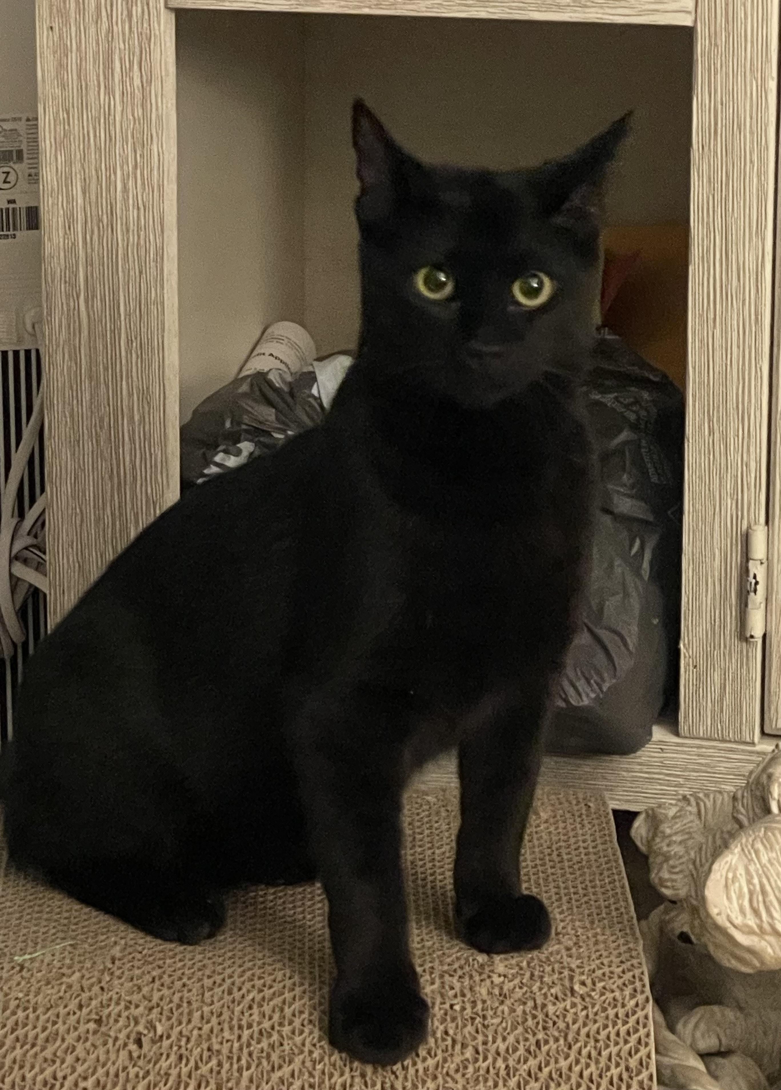 Gambit, Adoptable, Young Male Domestic Short Hair.