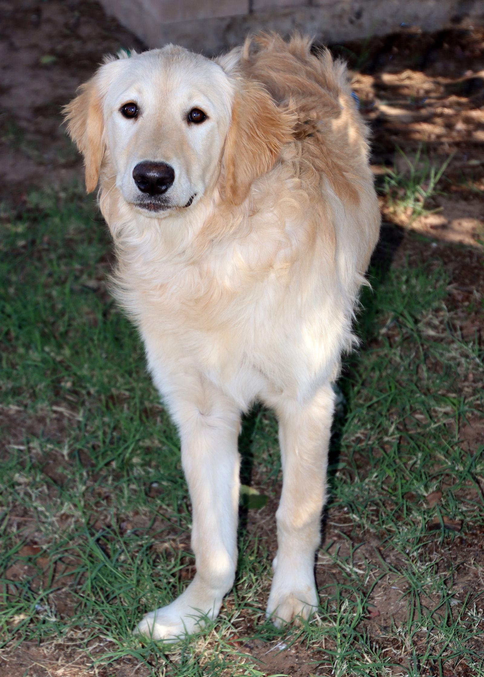 Enlarge Delilah, a Adoptable Golden Retriever in Glendale, AZ image 1/3