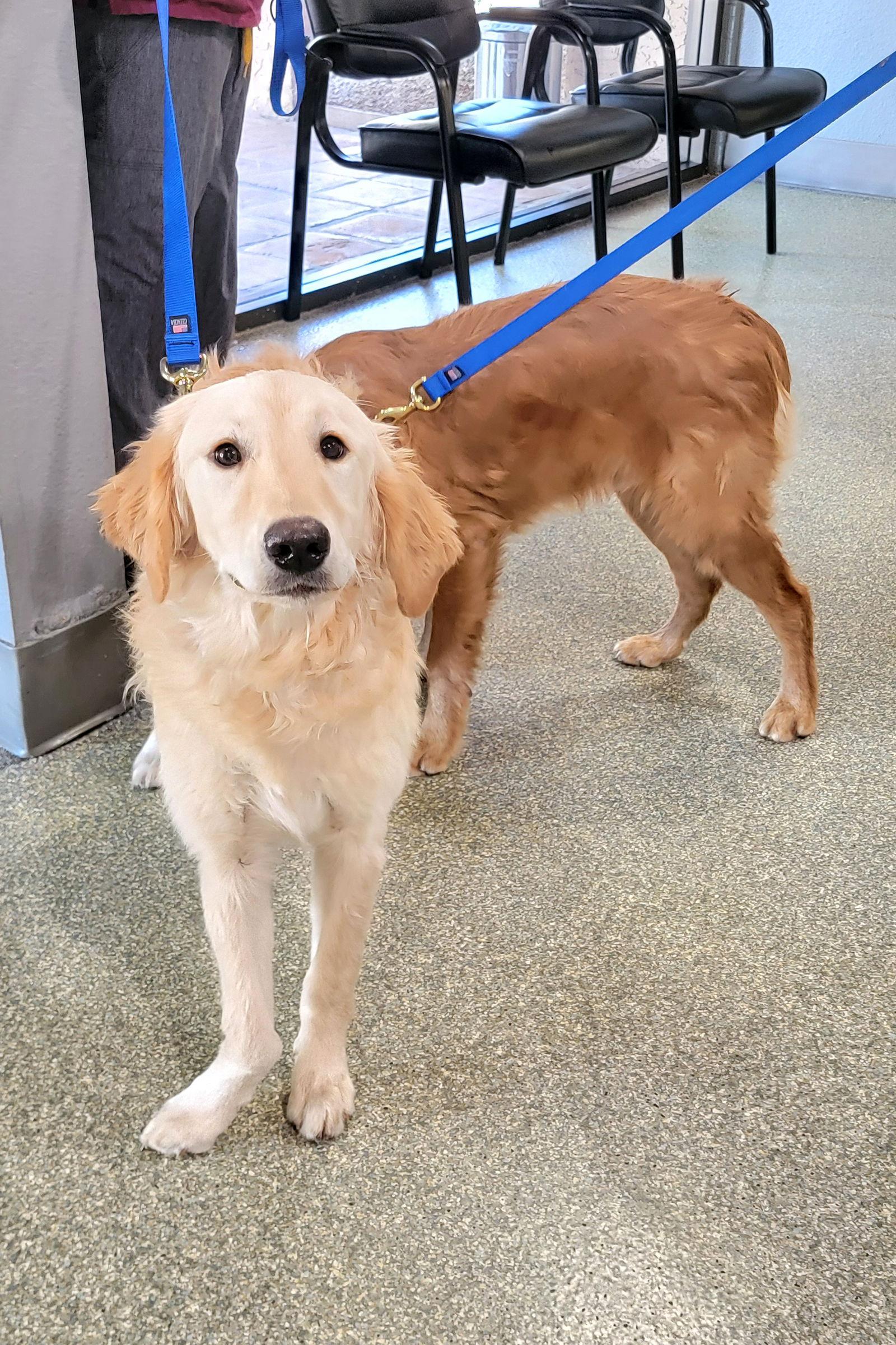 Enlarge Delilah, a Adoptable Golden Retriever in Glendale, AZ image 2/3