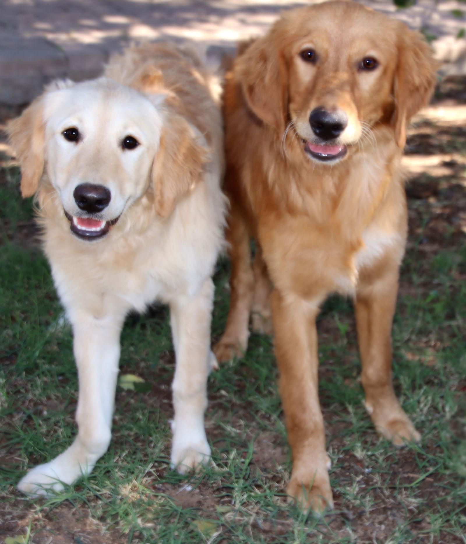 Enlarge Delilah, a Adoptable Golden Retriever in Glendale, AZ image 3/3