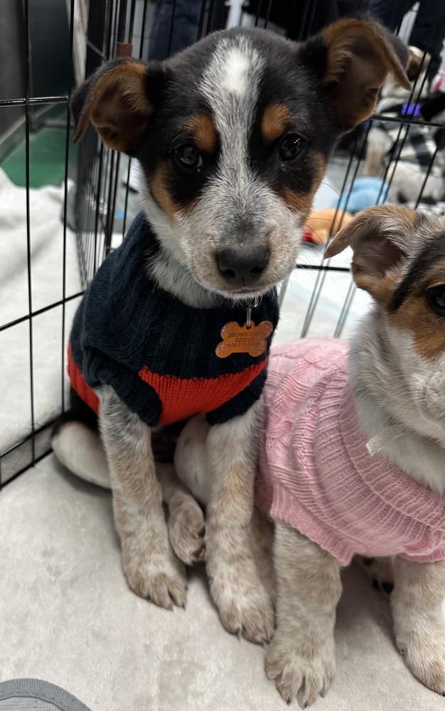 Shorthorn, Adoptable, Puppy Male Terrier.