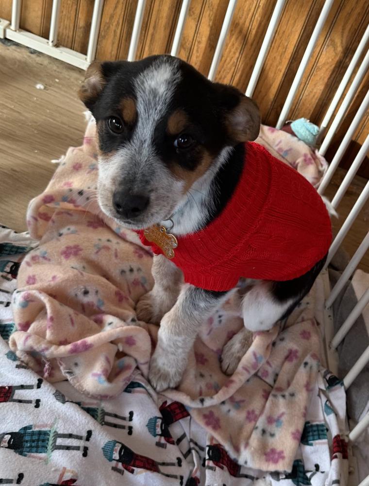 Enlarge Shorthorn, a Adoptable mixed breed in Waunakee, WI image 2/6