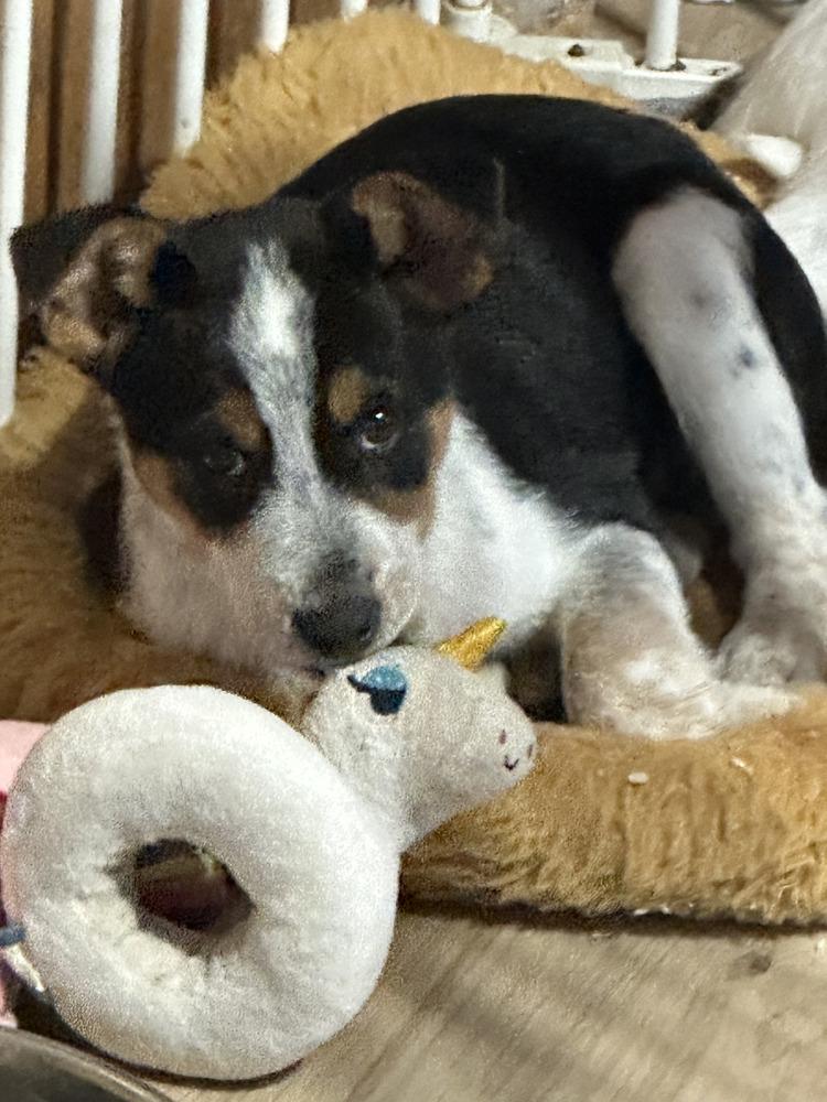 Enlarge Shorthorn, a Adoptable mixed breed in Waunakee, WI image 3/6