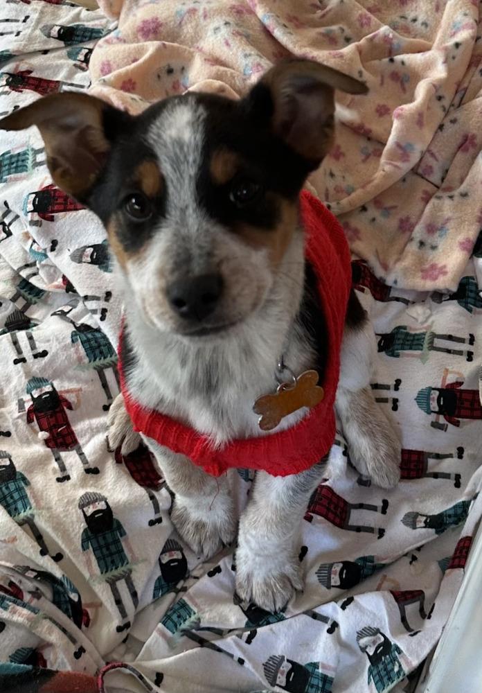 Enlarge Shorthorn, a Adoptable mixed breed in Waunakee, WI image 4/6