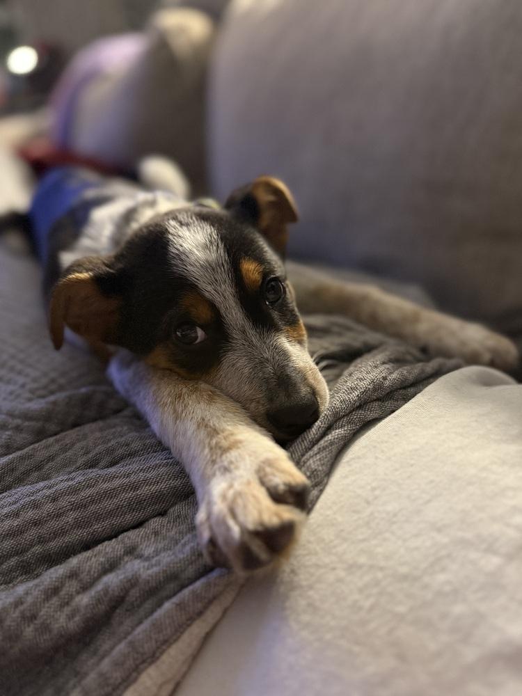 Enlarge Shorthorn, a Adoptable mixed breed in Waunakee, WI image 5/6