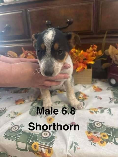 Enlarge Shorthorn, a Adoptable mixed breed in Waunakee, WI image 6/6