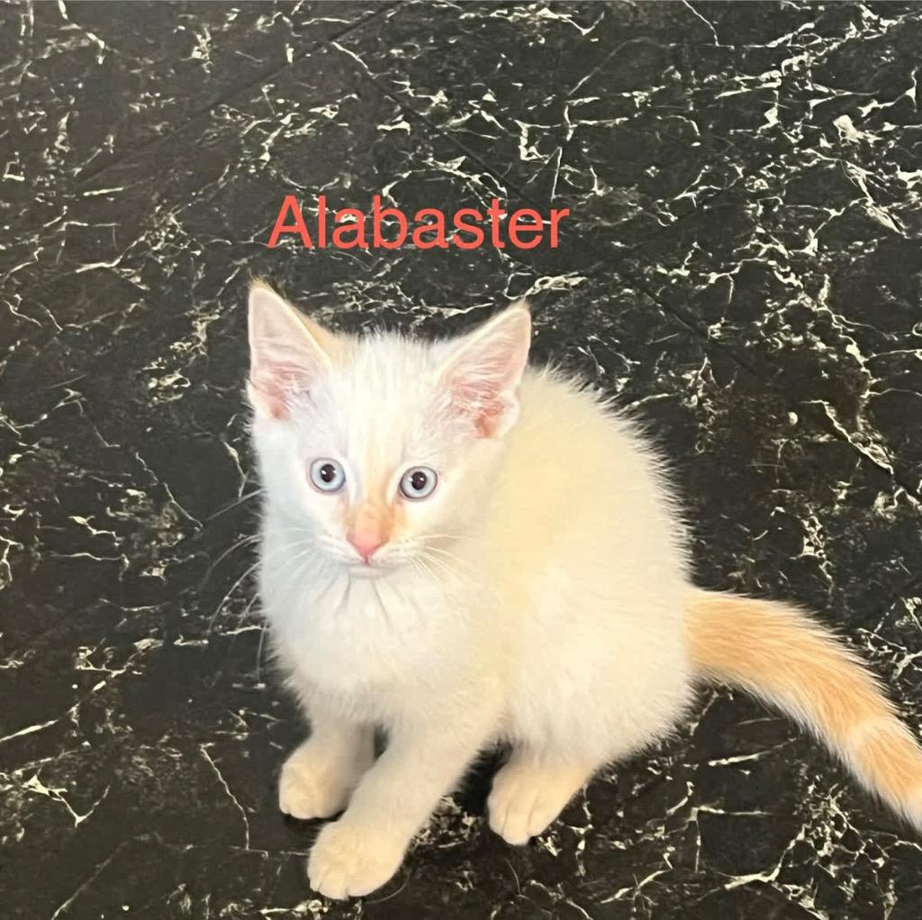 Alabaster, Adoptable, Kitten Male Siamese.