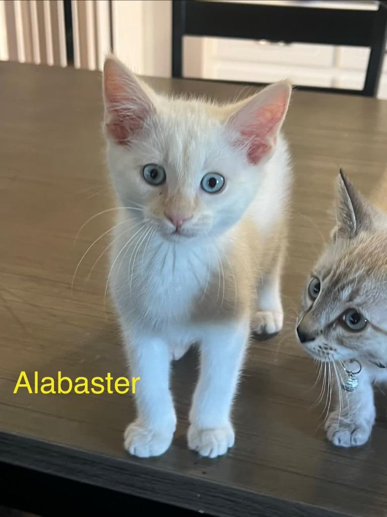 Alabaster, a Adoptable Siamese in Johnson City, TN image 3/4