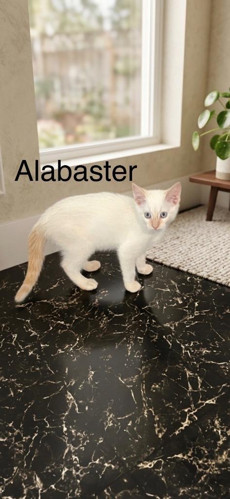 Alabaster, a Adoptable Siamese in Johnson City, TN image 4/4