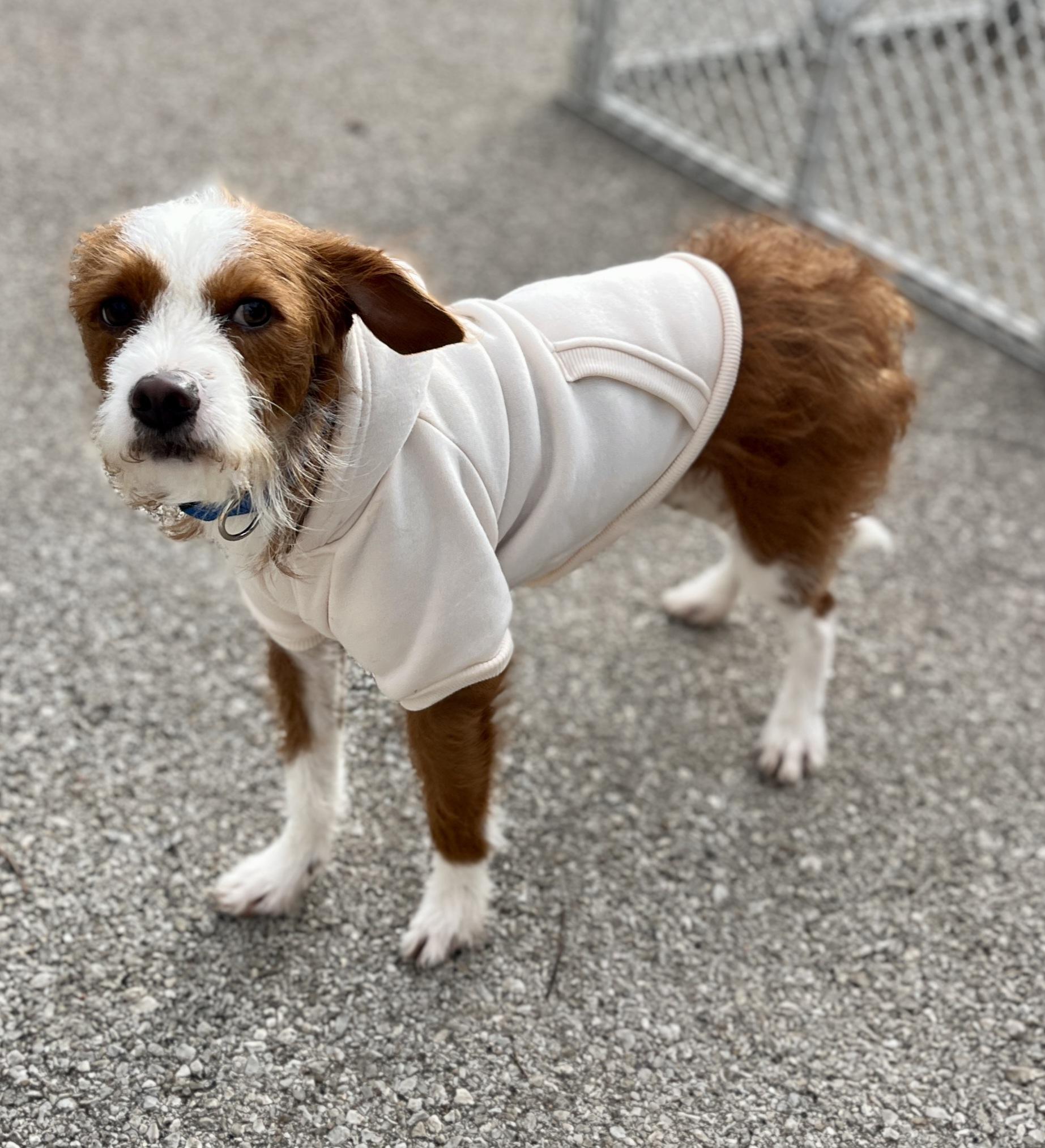 Enlarge Don, a ADOPTABLE mixed breed in Lexington, KY image 2/3