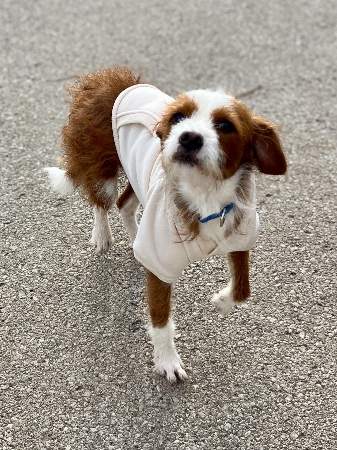 Don, ADOPTABLE, Young Male Terrier & Poodle.