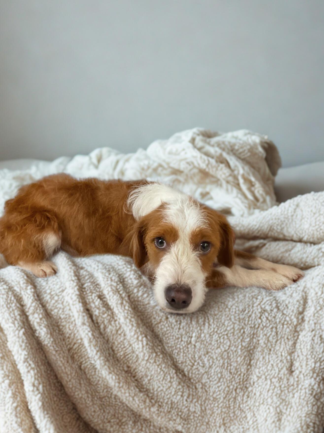 Enlarge Don, a ADOPTABLE mixed breed in Lexington, KY image 3/3