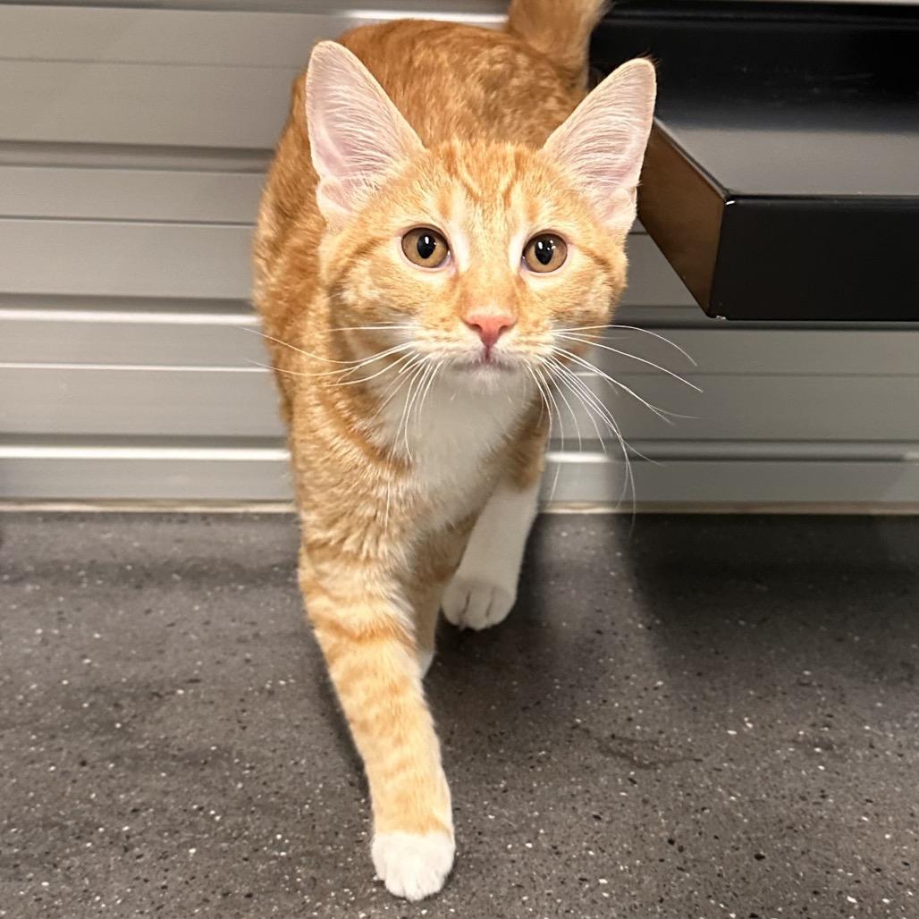 Calypso, Adoptable, Young Female Domestic Short Hair.