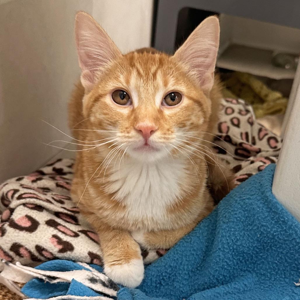 Enlarge Calypso, a Adoptable Domestic Short Hair in Hailey, ID image 2/4