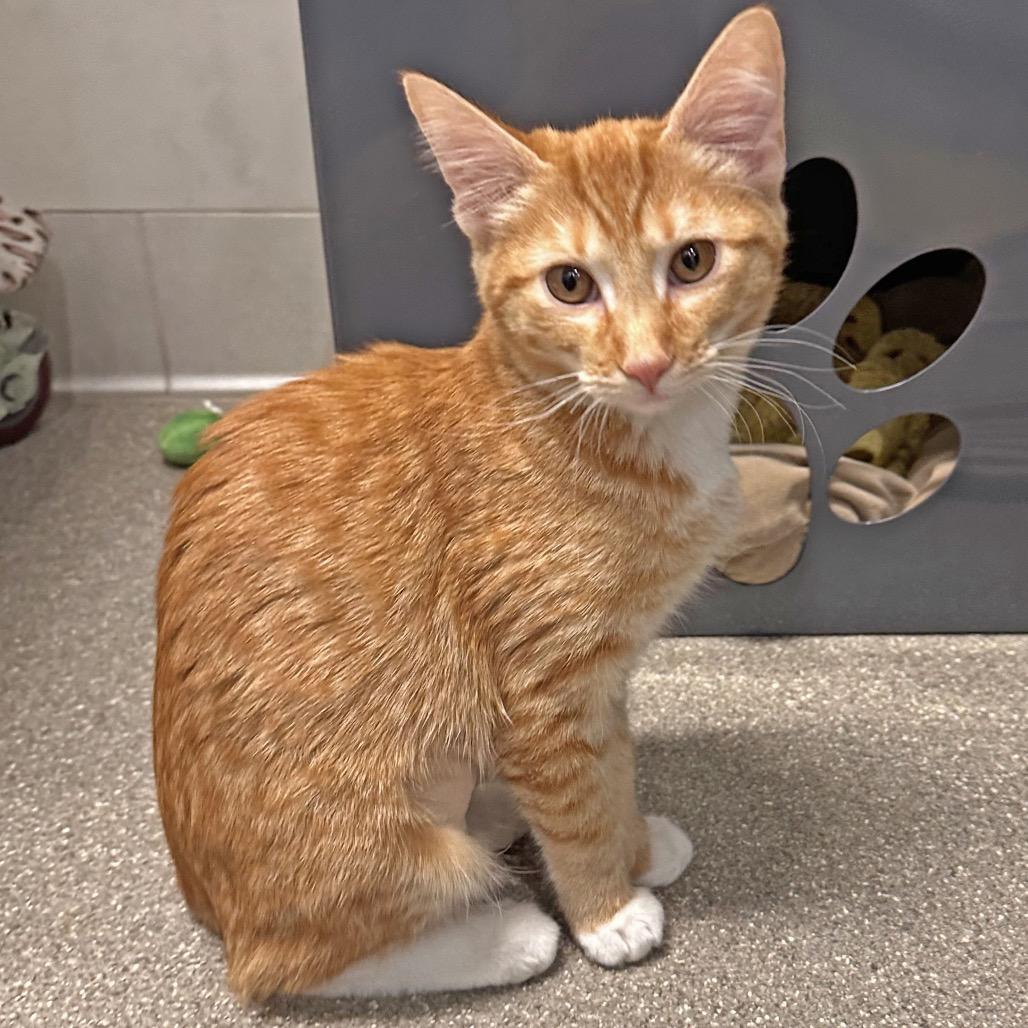 Enlarge Calypso, a Adoptable Domestic Short Hair in Hailey, ID image 3/4