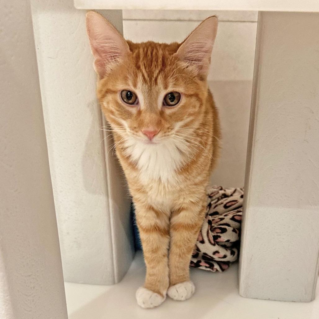 Enlarge Calypso, a Adoptable Domestic Short Hair in Hailey, ID image 4/4