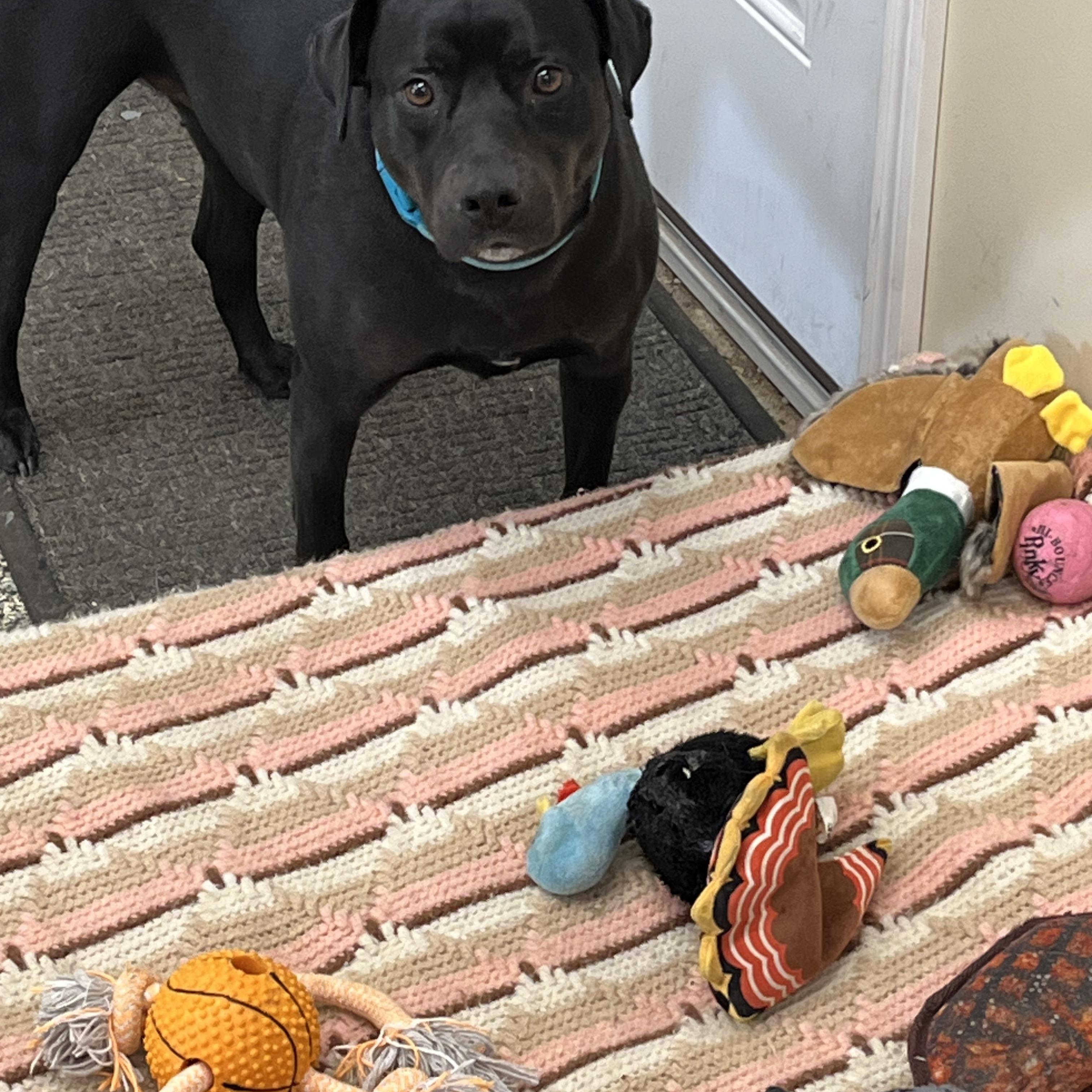 Enlarge Harley, an adopted mixed breed in Norton, MA image 4/6