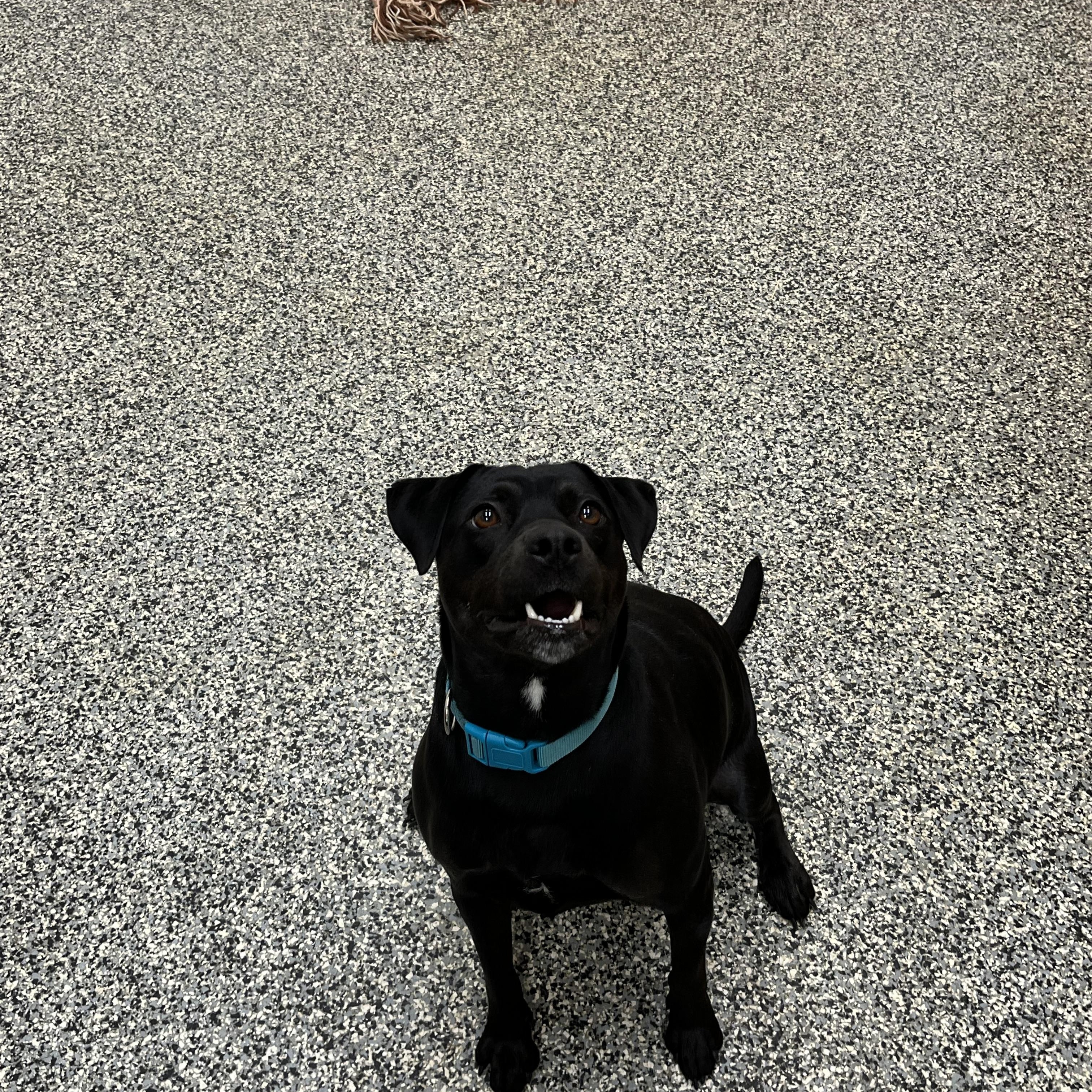 Harley, adopted, Young Female Labrador Retriever.