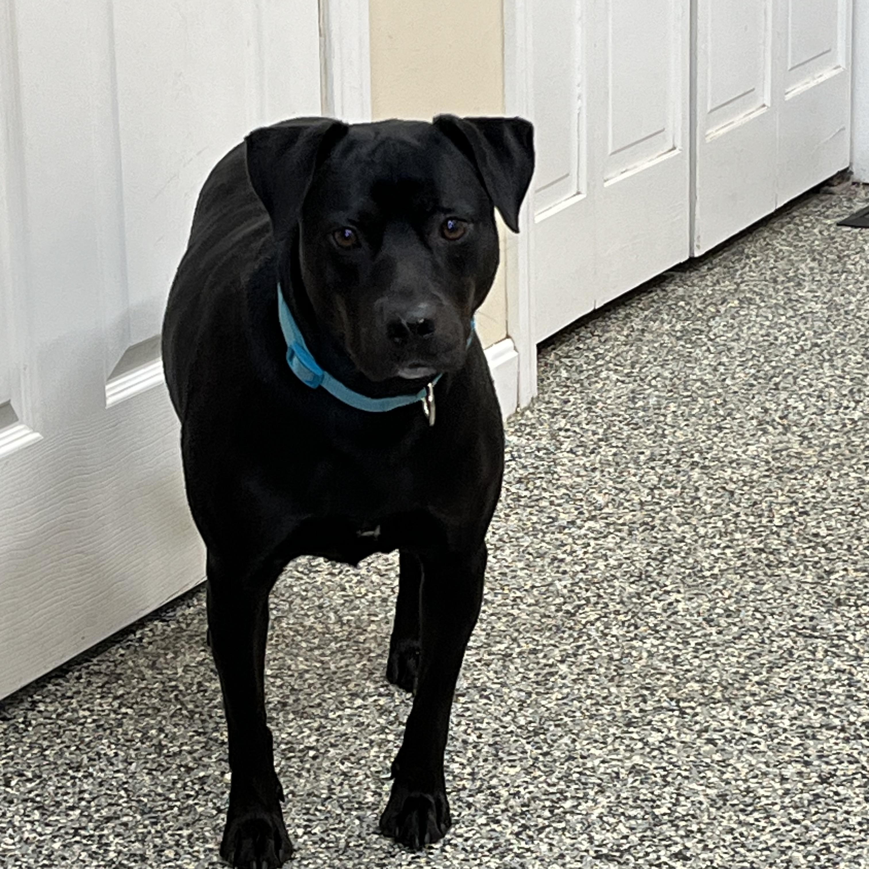 Enlarge Harley, an adopted mixed breed in Norton, MA image 3/6