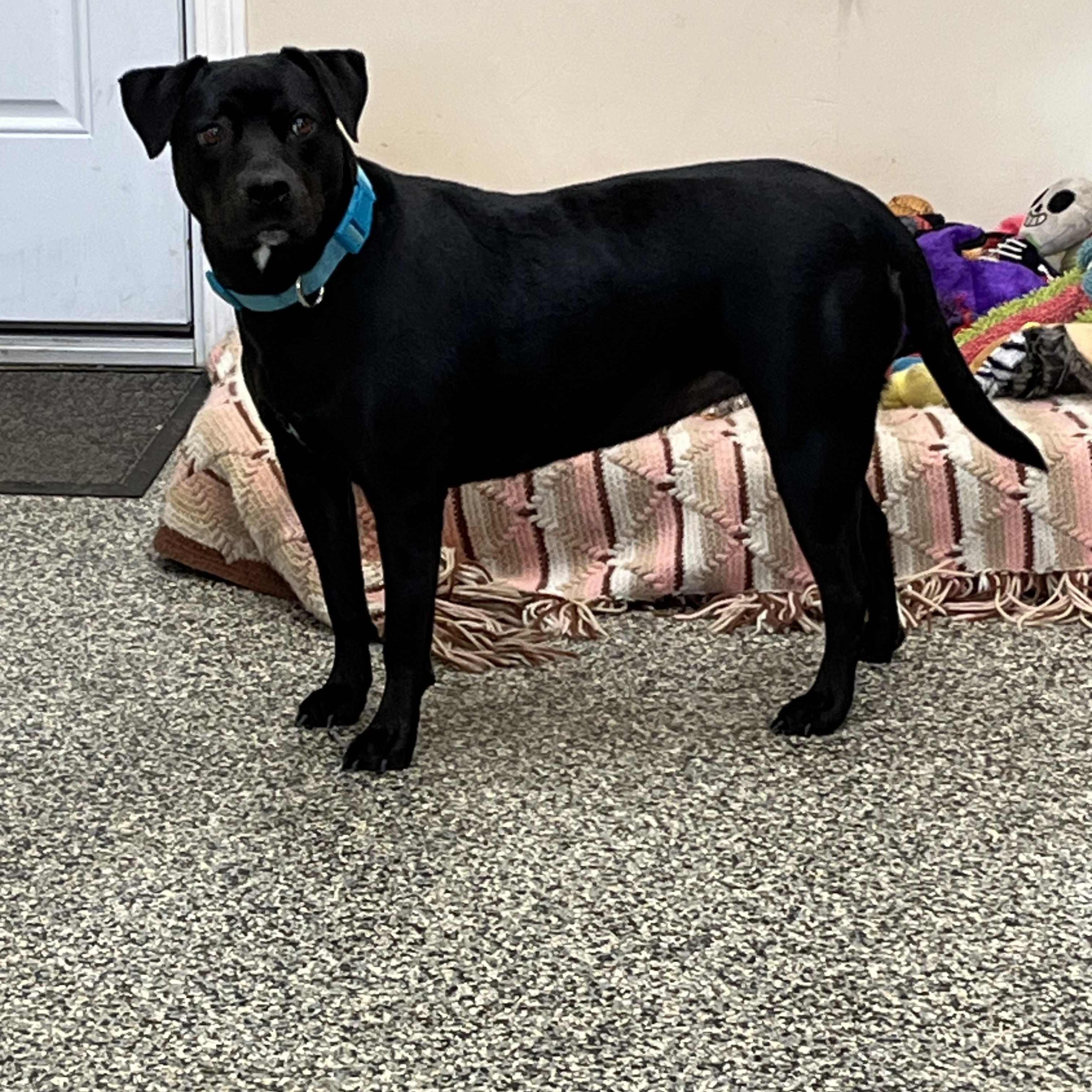 Enlarge Harley, an adopted mixed breed in Norton, MA image 2/6