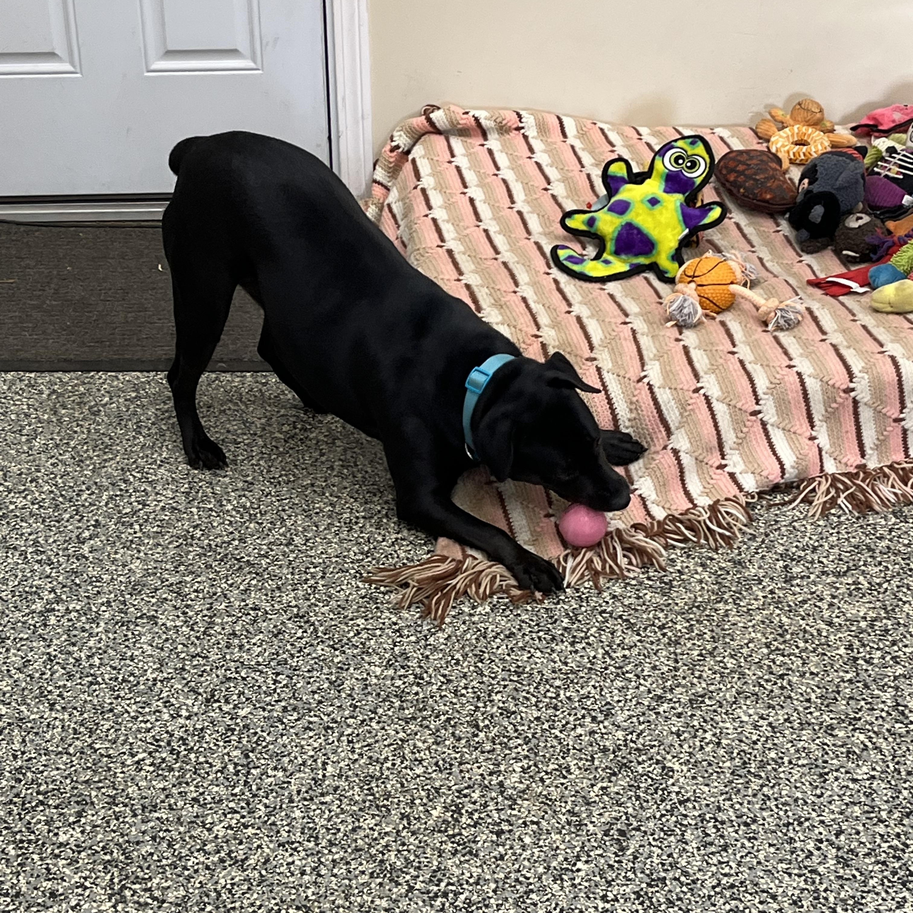 Enlarge Harley, an adopted mixed breed in Norton, MA image 6/6