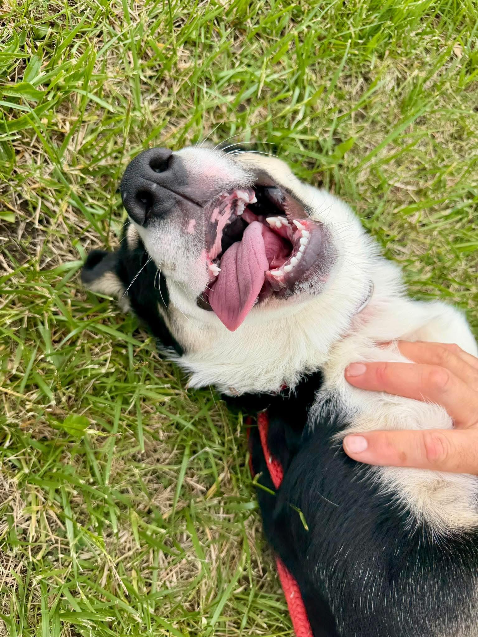 Briar, a Adoptable mixed breed in Madison Heights, MI image 6/6