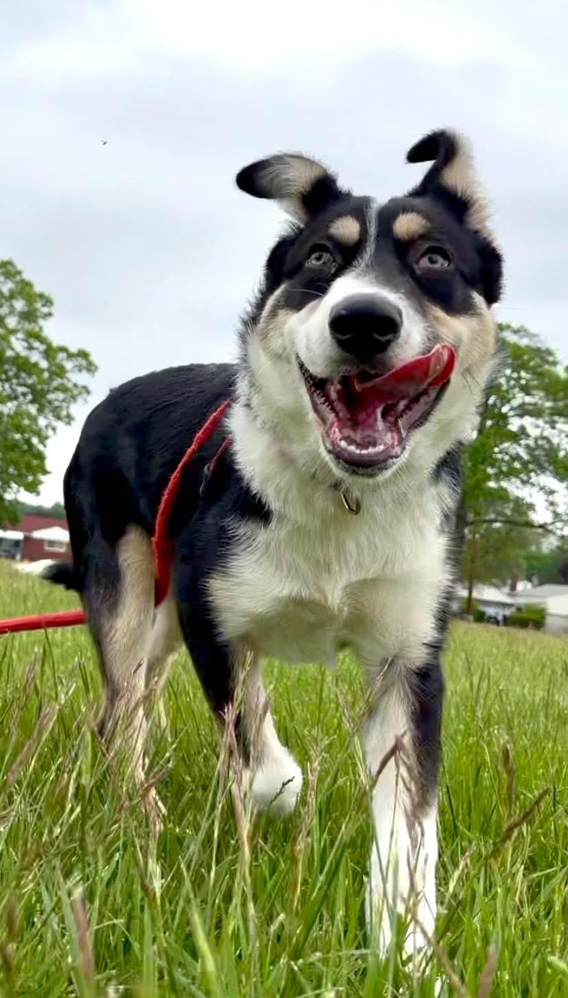 Briar, a Adoptable mixed breed in Madison Heights, MI image 3/6