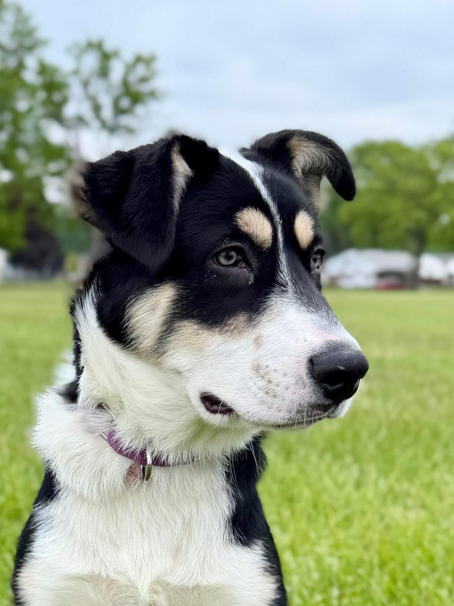 Briar, a Adoptable mixed breed in Madison Heights, MI image 2/6