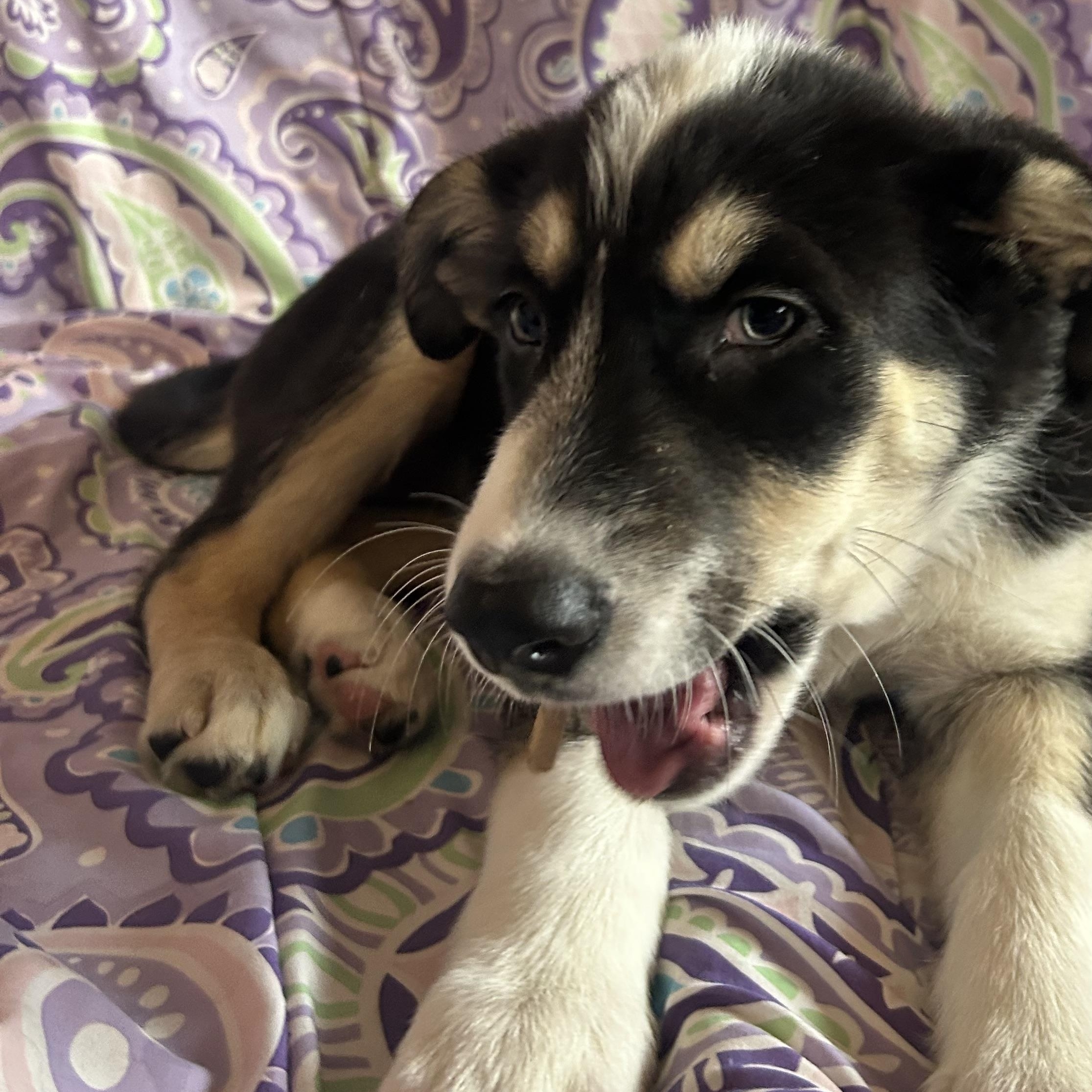 Enlarge Briar, a Adoptable mixed breed in Madison Heights, MI image 3/5