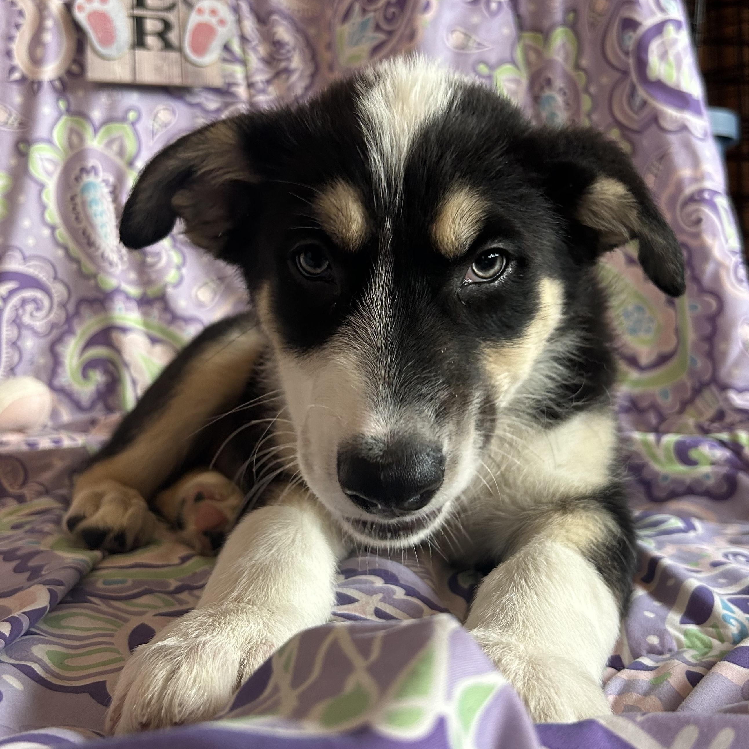 Enlarge Briar, a Adoptable mixed breed in Madison Heights, MI image 2/5