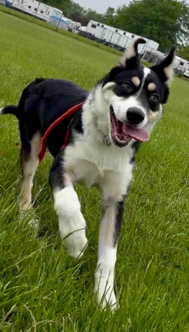 Briar, a Adoptable mixed breed in Madison Heights, MI image 4/6