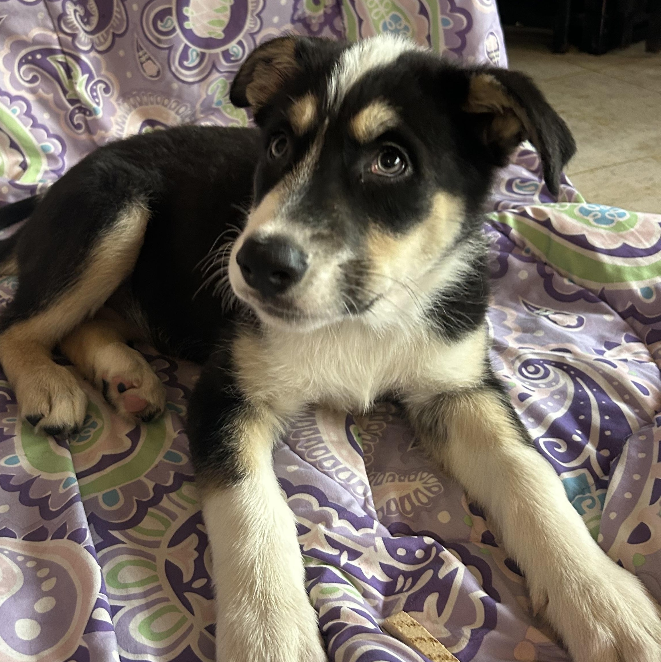 Enlarge Briar, a Adoptable mixed breed in Madison Heights, MI image 4/5