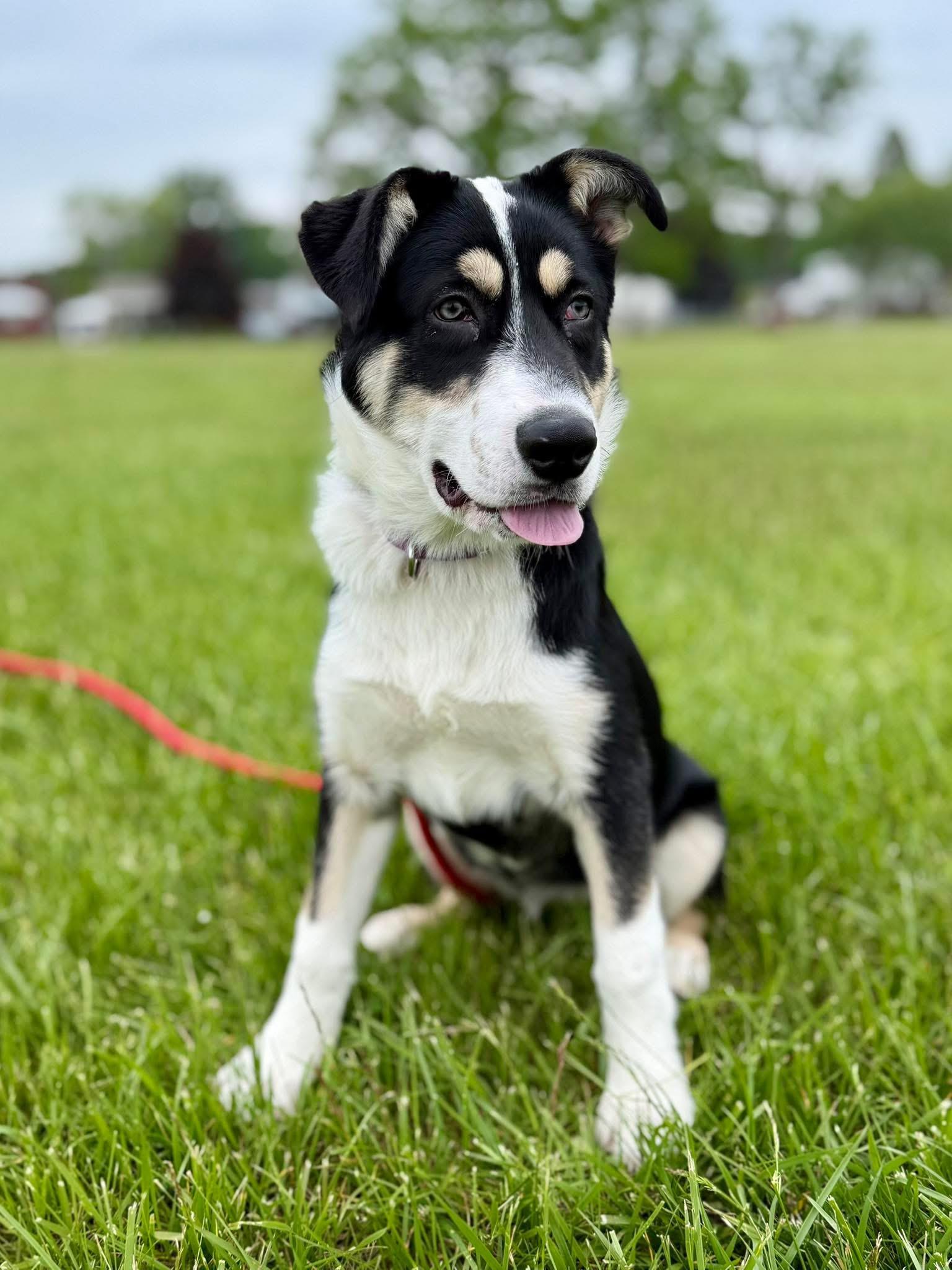 Briar, a Adoptable mixed breed in Madison Heights, MI image 1/6