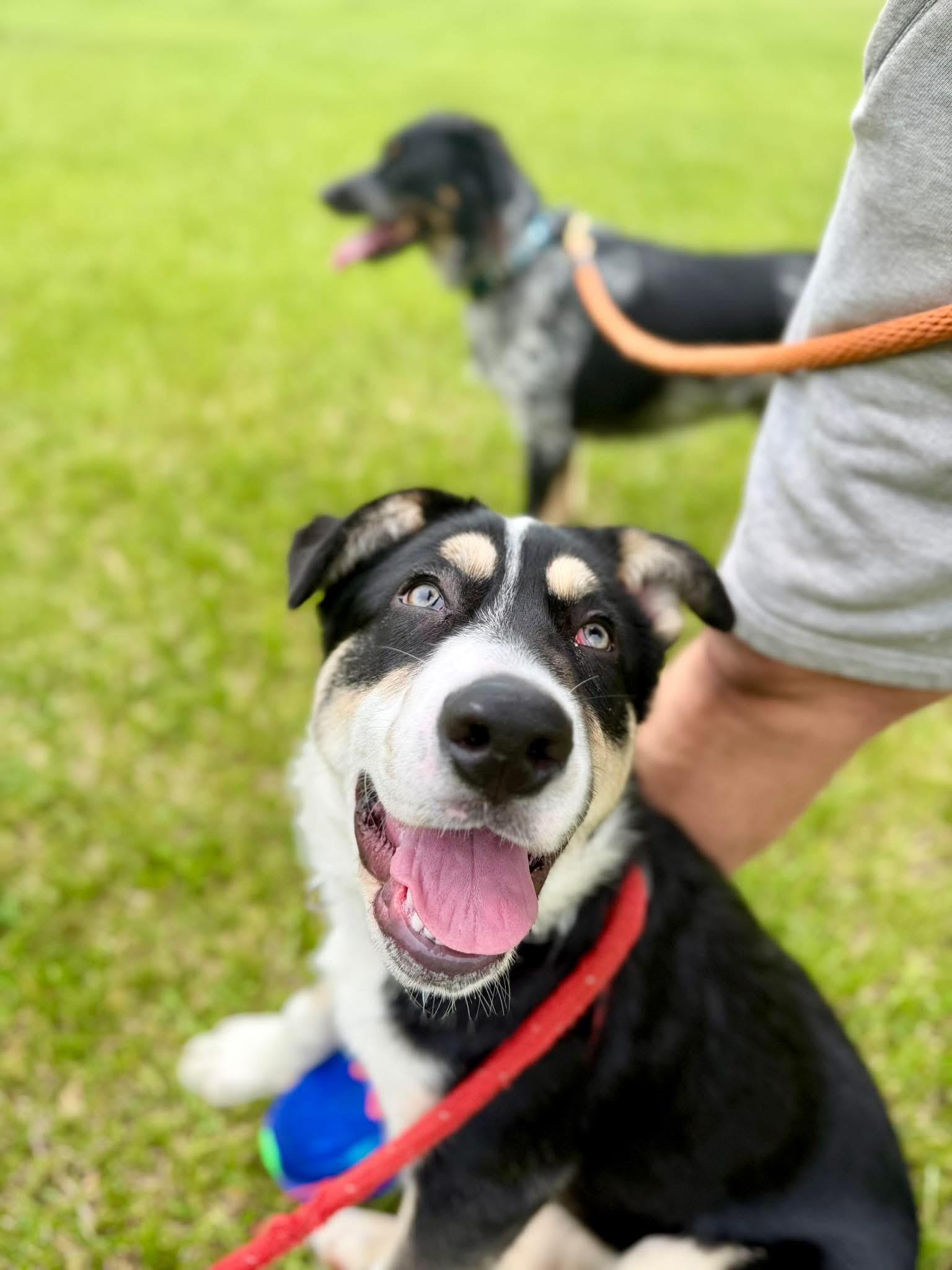 Briar, a Adoptable mixed breed in Madison Heights, MI image 5/6