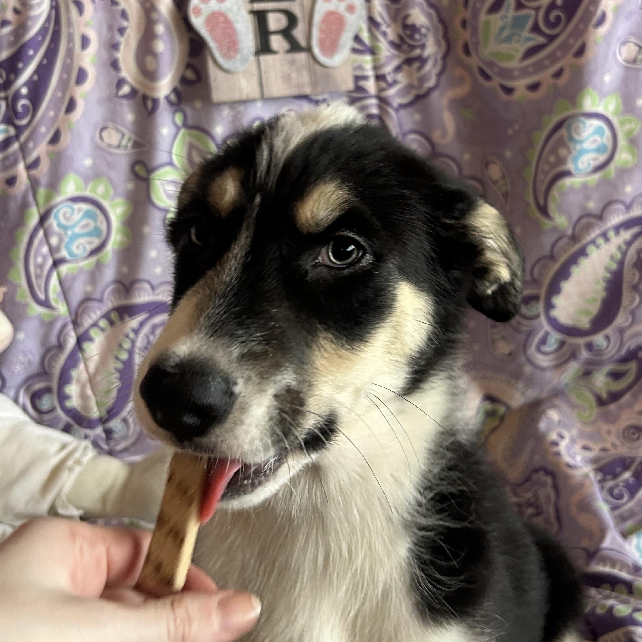 Enlarge Briar, a Adoptable mixed breed in Madison Heights, MI image 5/5