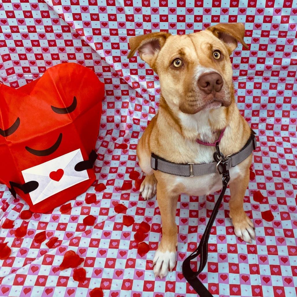 Bella — thumbnail 2