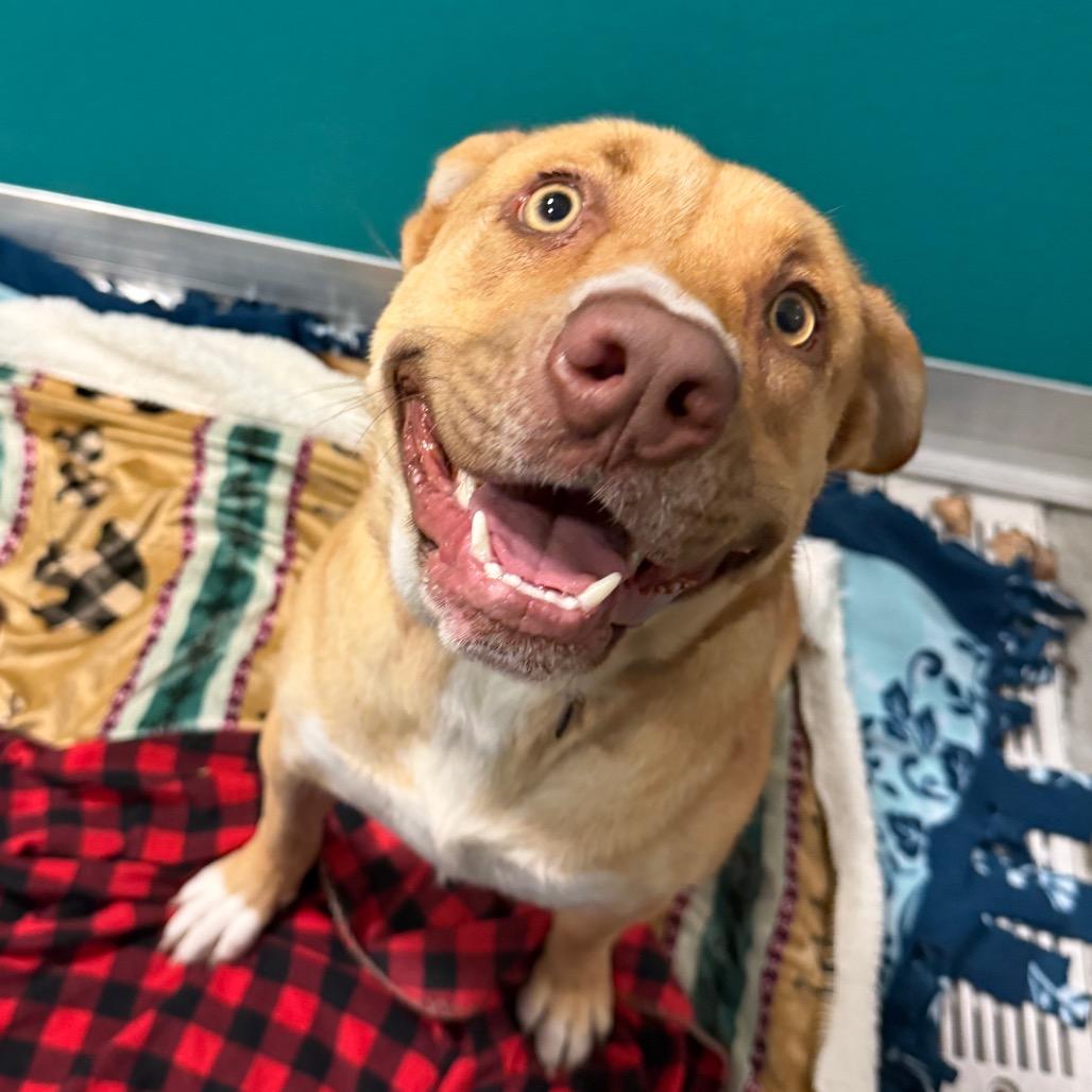 Bella — thumbnail 6