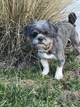 Enlarge Archie - (1 of the 19 shih tzus), a Adoptable Shih Tzu in Matthews, NC image 2/3