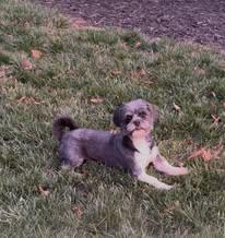 Enlarge Archie - (1 of the 19 shih tzus), a Adoptable Shih Tzu in Matthews, NC image 1/3