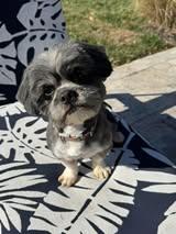 Enlarge Archie - (1 of the 19 shih tzus), a Adoptable Shih Tzu in Matthews, NC image 3/3