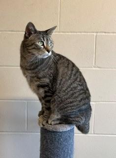 Gracie, Adoptable, Adult Female Domestic Short Hair.