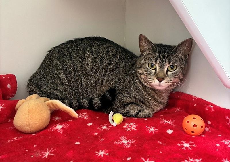 Gracie, ADOPTABLE, Adult Female Domestic Short Hair.